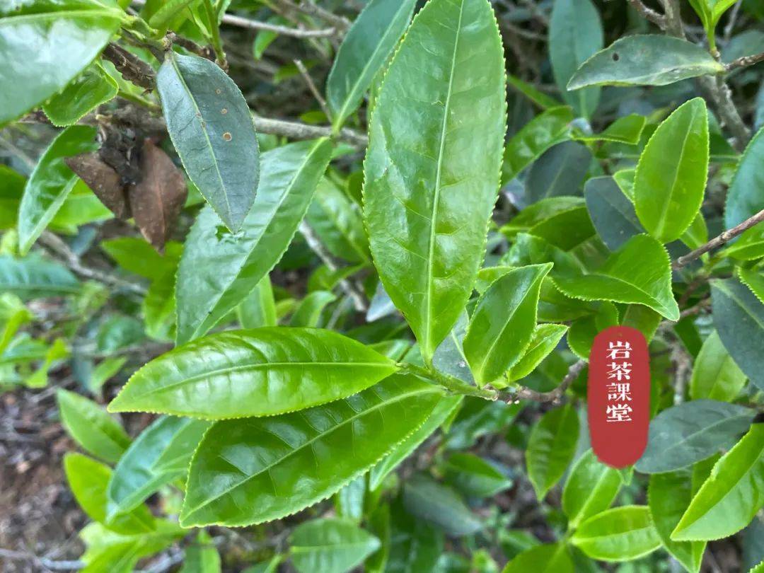 3个真相不吐不快,赶紧醒醒吧_观音_岩韵_肉桂