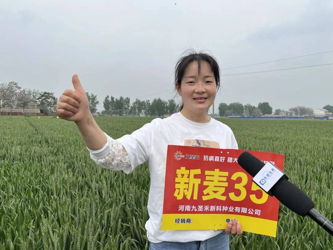 多地走访优质高产又增收新麦26新麦35屡获好评圈粉无数