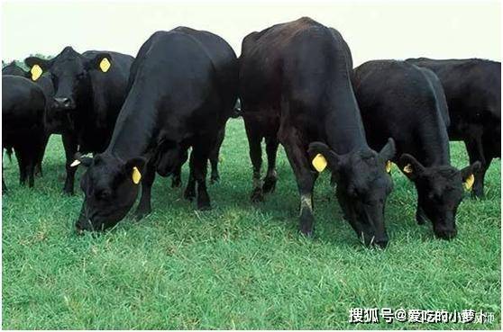 被称全球顶级牛肉,吃燕麦喝啤酒长大,800元一斤,一般人吃不起_神户