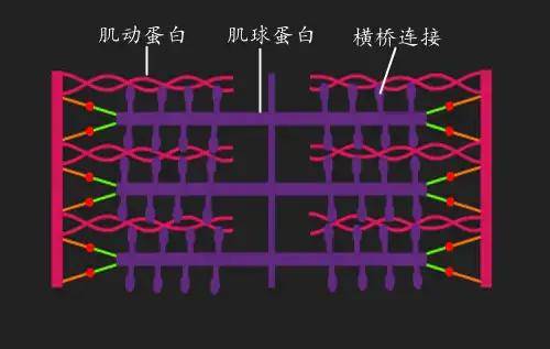 首先,从微观层面来说,在最适初长度下,肌肉的最小运动结构,肌动蛋白和