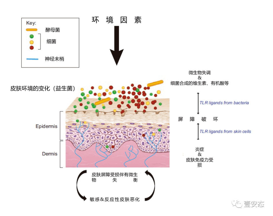 肌发病机制菌群失调:进一步促进屏障功能破坏,先天免疫失衡免疫及炎症