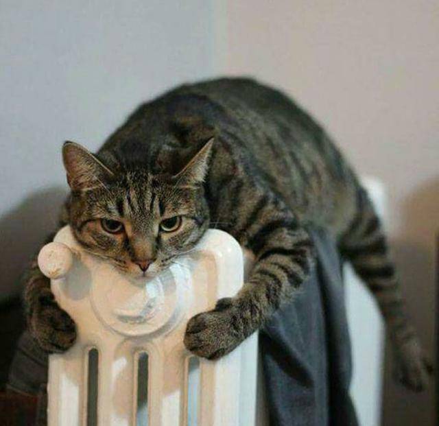 离不开暖气;暖气对于猫咪来说,就是它们冬日里的一把火,是雪中送炭,是