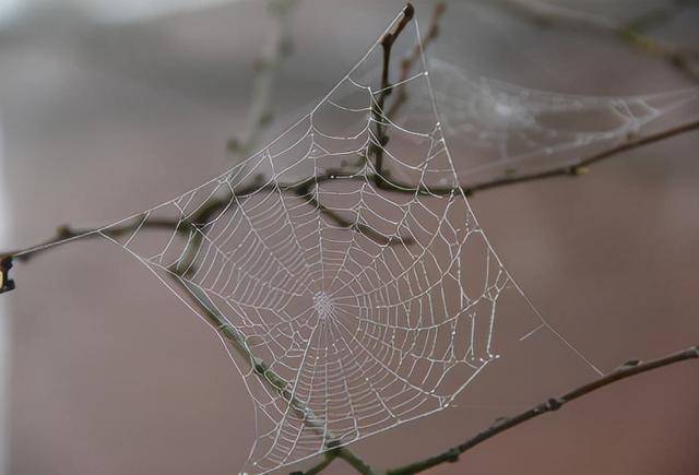 原创蜘蛛结网时第一根线是怎么做到的答案让人惊讶