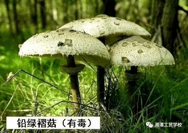 湘潭市工贸中专关于禁食野生蘑菇致全体师生及家长的一封信_有毒_食用