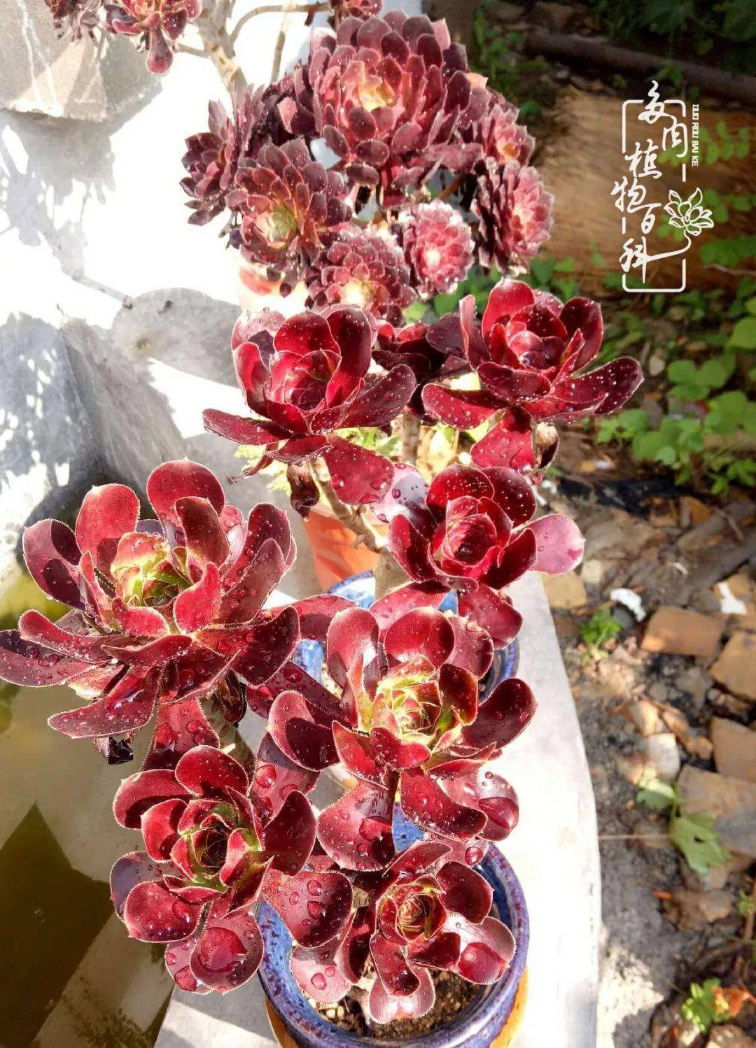 冰武士法师老刘也怕度夏,也怕多肉一片片挂掉,但是这些并不是让我们