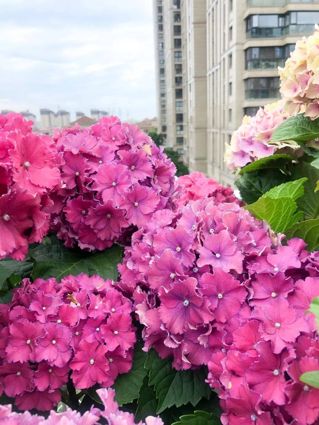 海妈花园拜访 5月绣球节,6位花友爆花经验分享,阳台,露台,庭院都有