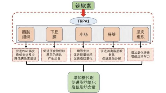 吃辣椒竟然可以减肥?本文直接告诉你原理_妲己_类物质_味道