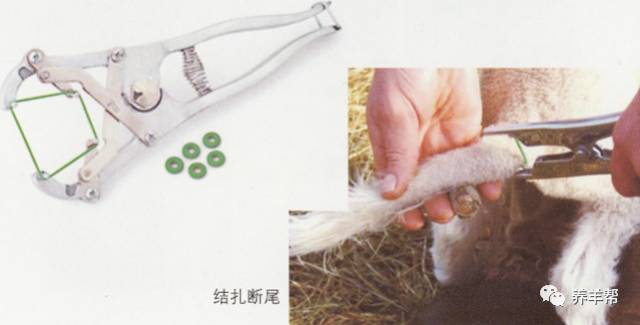 肉羊早期断尾的四大好处和三大方法