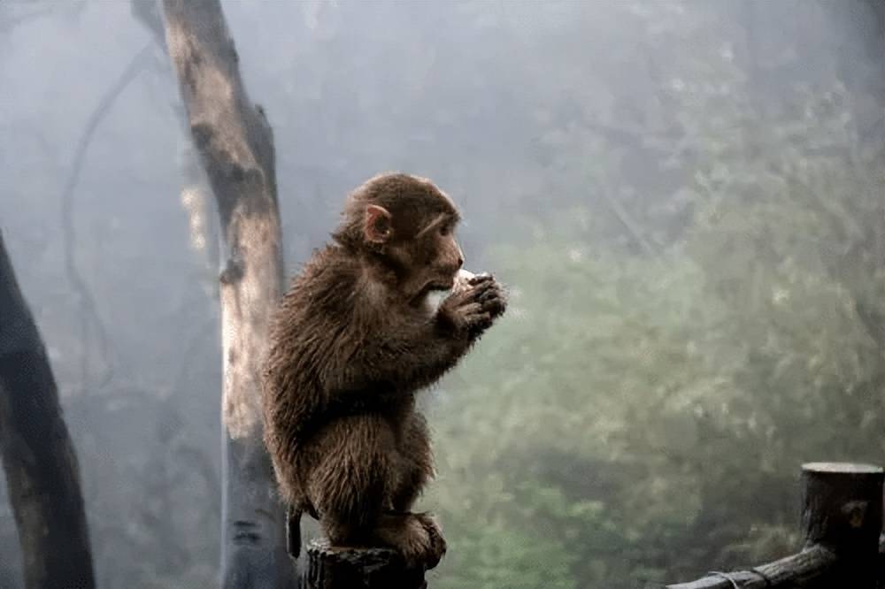 峨眉山人猴大战愈演愈烈猴王被击毙为何猴子频繁攻击游客