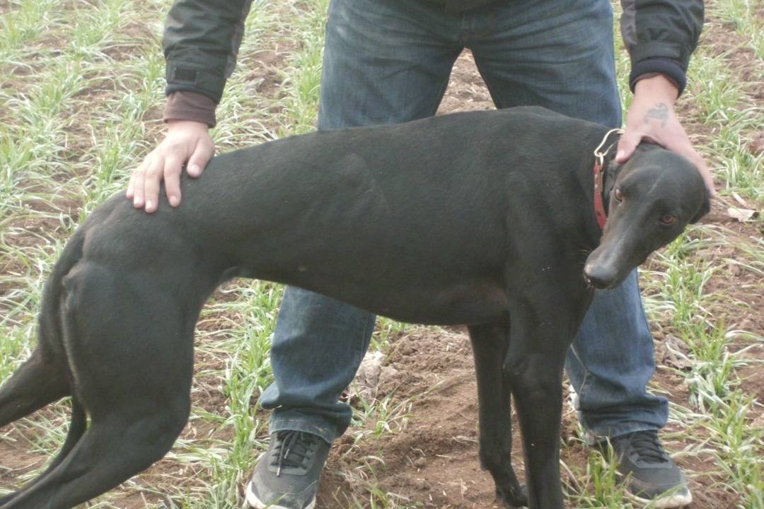 意大利灵缇犬为古老的犬种之一.