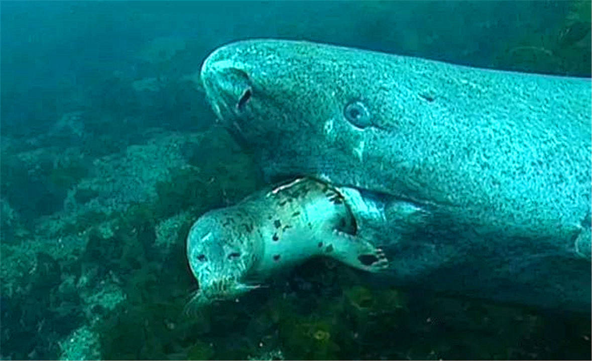 它是鲨鱼里的"怪物",活到156岁才交配,游动速度比乌龟还慢_格陵兰