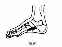 于双脚足弓内侧缘,楔骨至舟骨下方上接胸椎反射区下接骶骨反射区.