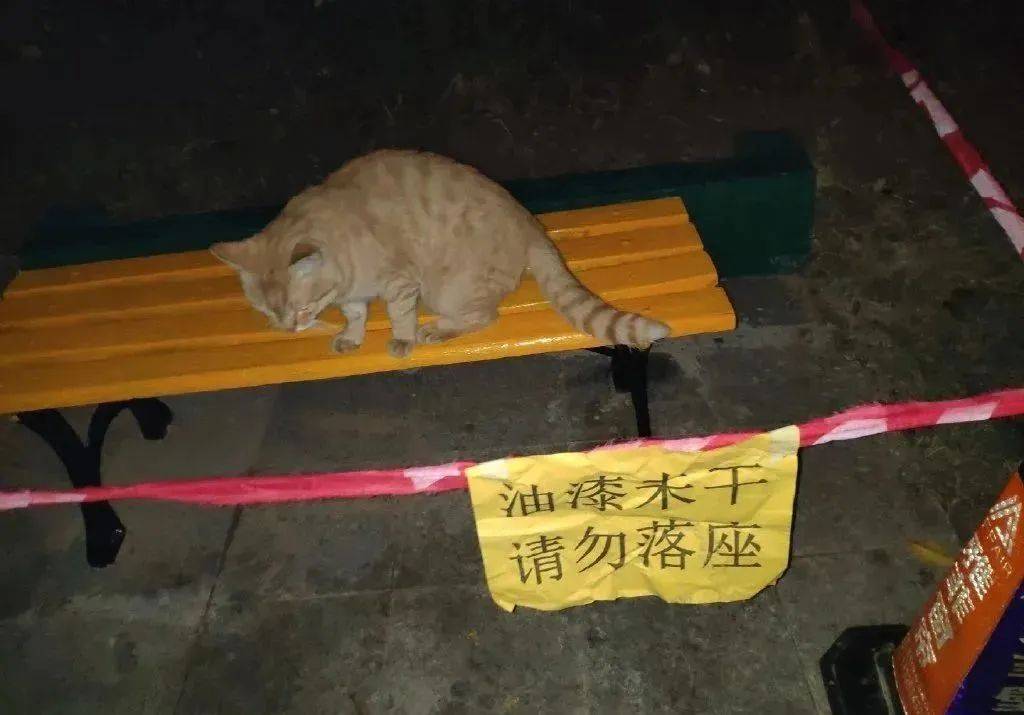 小猫咪你是不是叛逆期"这是生意摊,请勿坐