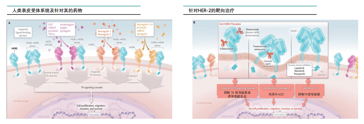 原创her2靶向药物罗氏制药曲妥珠单抗首当其冲占据市场主导地位