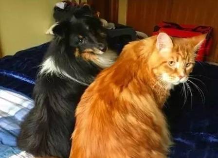 又是大胖橘歪果夫妻的小奶猫竟然长世界第一大胖橘
