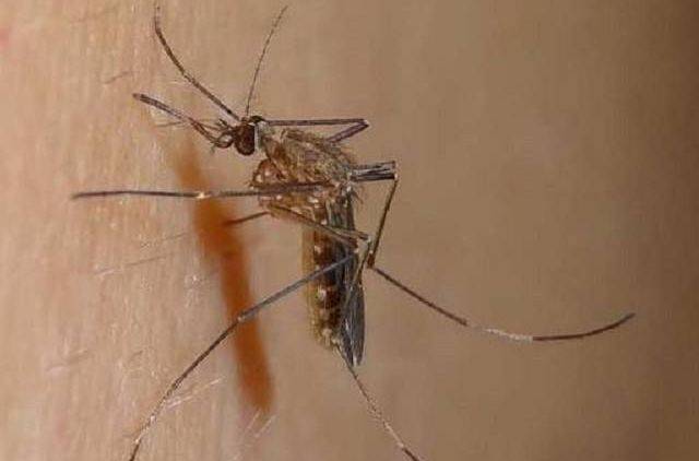 麻蚊子 来自搜狐网