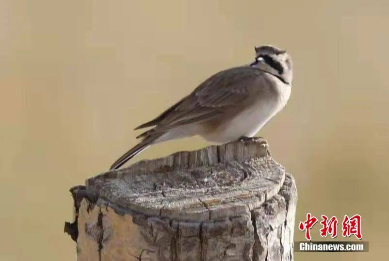 熊馨 摄那一天,气温低至零下,从西宁出发,驱车往返近300公里,64岁的王
