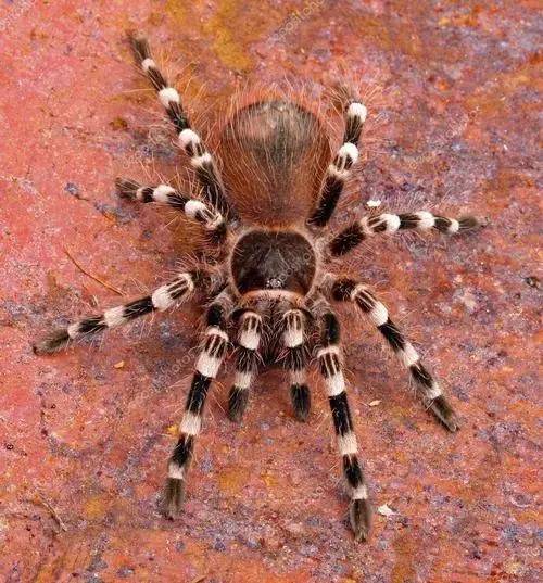 地球上有42751种(亚种)蜘蛛,其中体型最大的一类是狼蛛_余种_中国_水