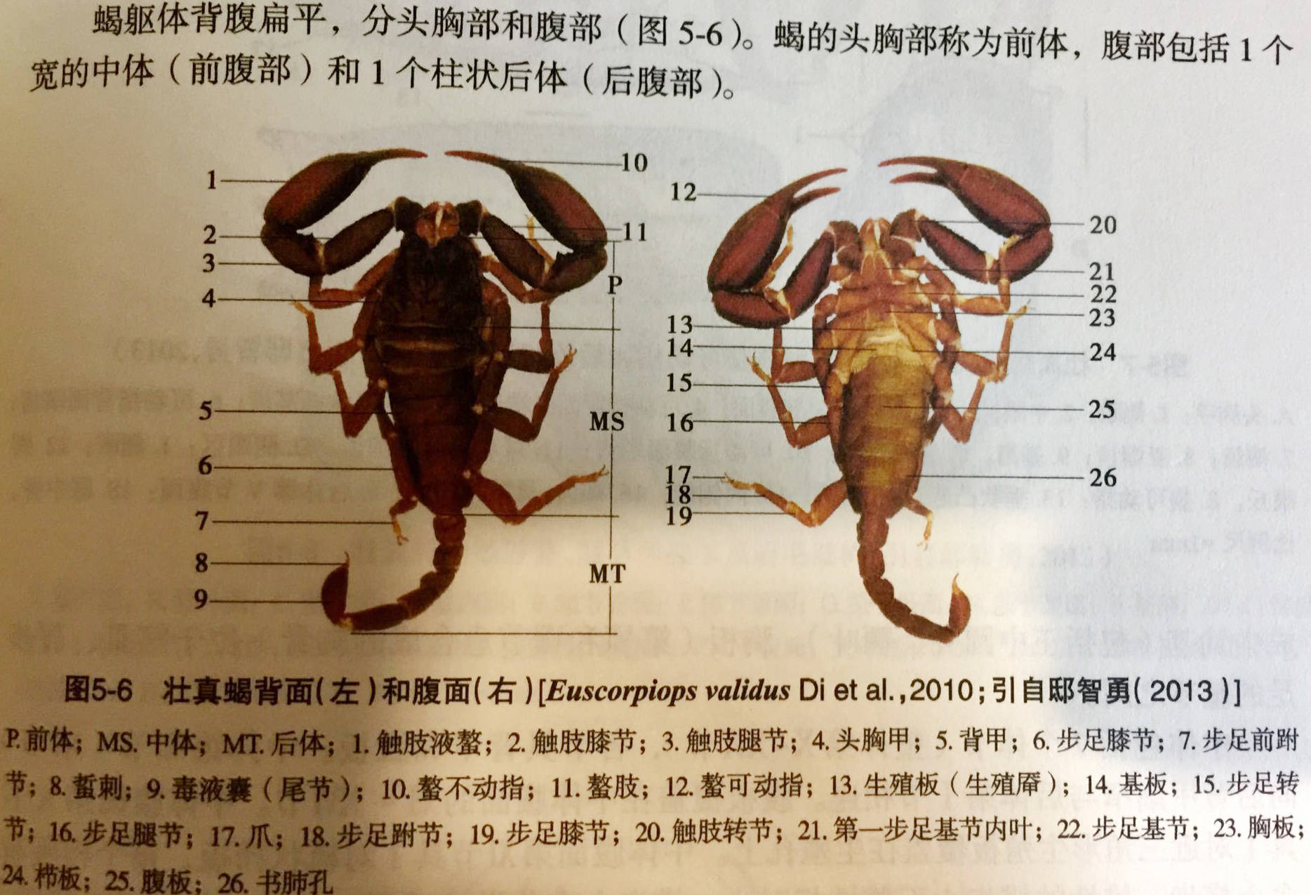原创如何正确知道蝎子的身结构