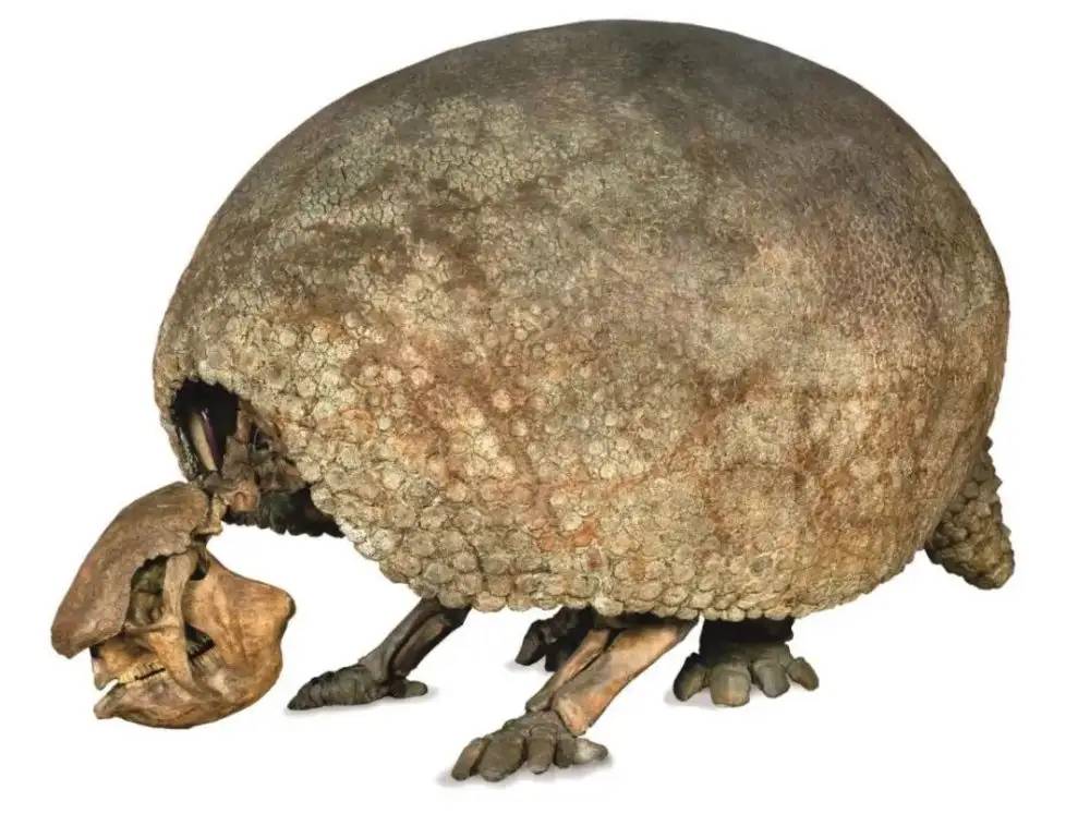 雕齿兽,身披千斤铁浮屠,剑齿虎也避而远之_生活_乌龟_哺乳动物