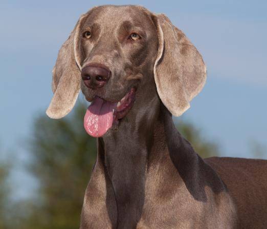 狗狗中健身专家,肌肉型大男孩,威玛犬_魏玛_速度_猎犬