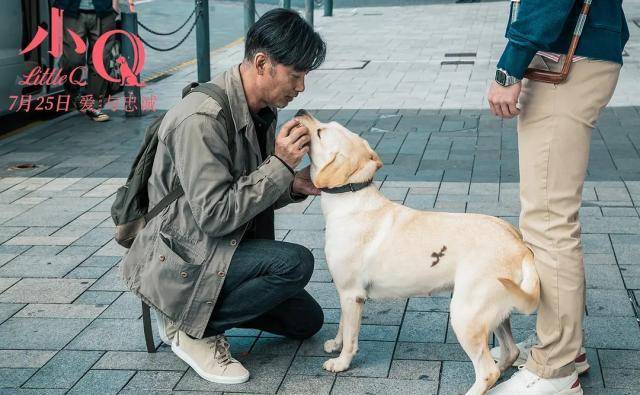 原创任达华电影小q导盲犬的一生陪伴主人奉献爱与忠诚