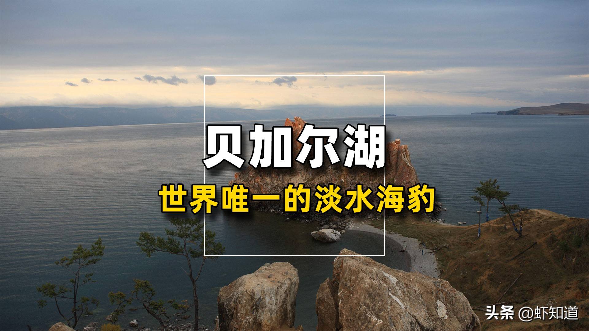 贝加尔湖之谜,世界唯一的淡水海豹_生活_环境_海洋