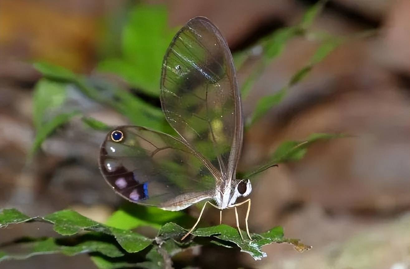 原创玻璃翼蝶喜欢走自己的路就像现在的年轻人极具个性一样