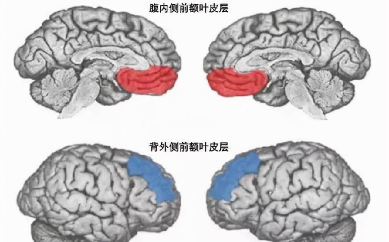 区域_皮层_研究