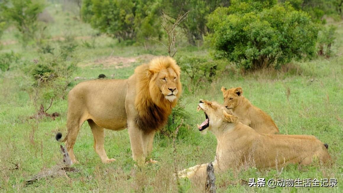 熊男雄狮打败老伯明翰雄狮成功称王却败于北马雄狮联盟