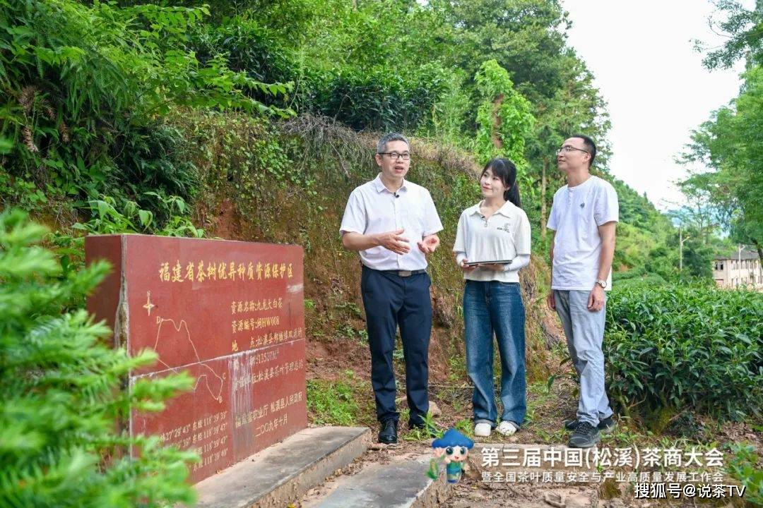 20世纪80年代,松溪县科技人员在湛卢山下双源村育成了"九龙大白茶"