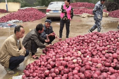 曾为我国争过光往年高价也不愁卖如今价格猛跌却大量滞销必博体育(图3)