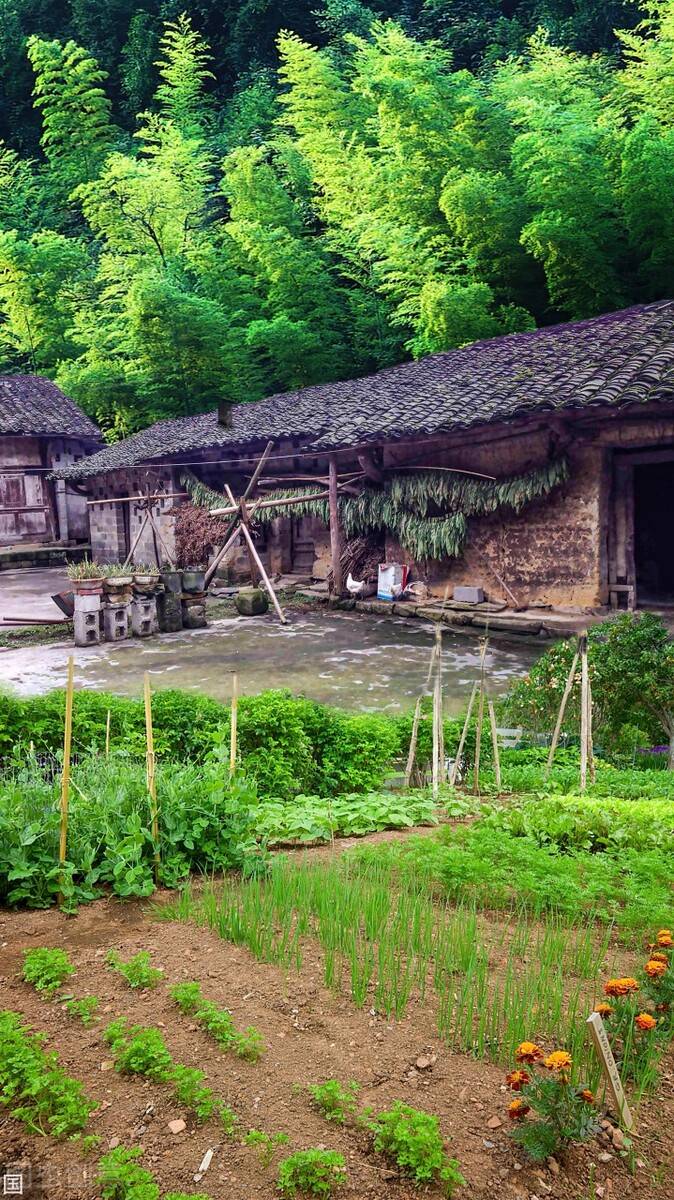 屋漏偏逢连夜雨为家门口种的几颗葱整死一个人男子赔钱又坐牢(图2)