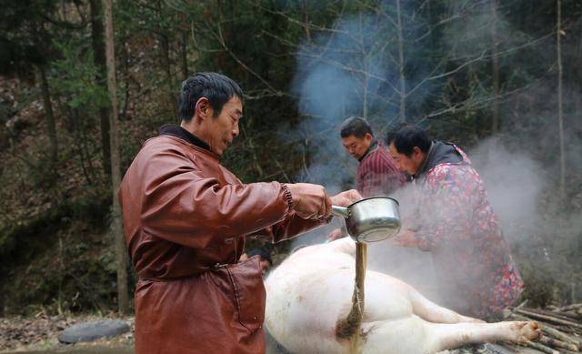 成语“冷水烫猪”是描述什么的？出自哪里？蚂蚁庄园今日答题谜底