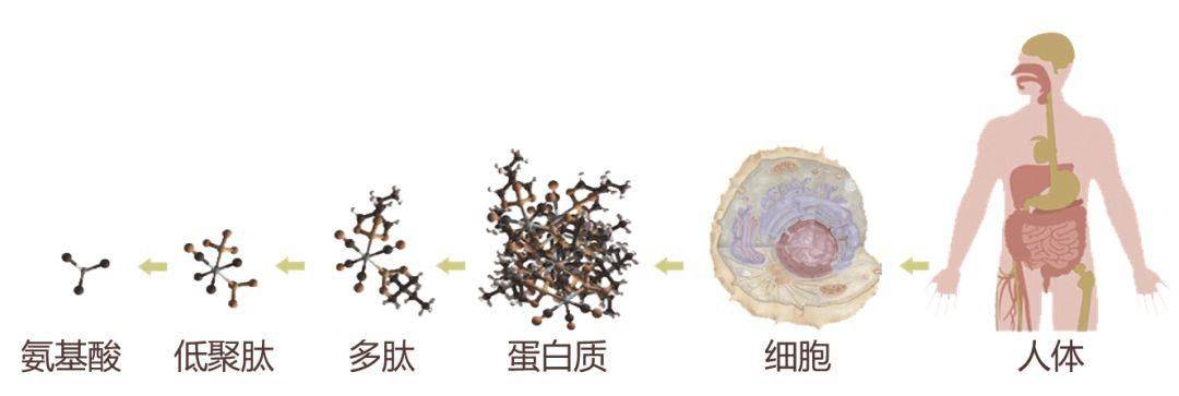 中冠健康丨中冠肽：肽对人体的作用