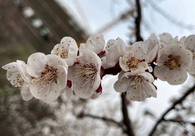 实香！西安地标换上“花衣裳”