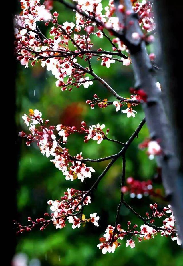 实香！西安地标换上“花衣裳”