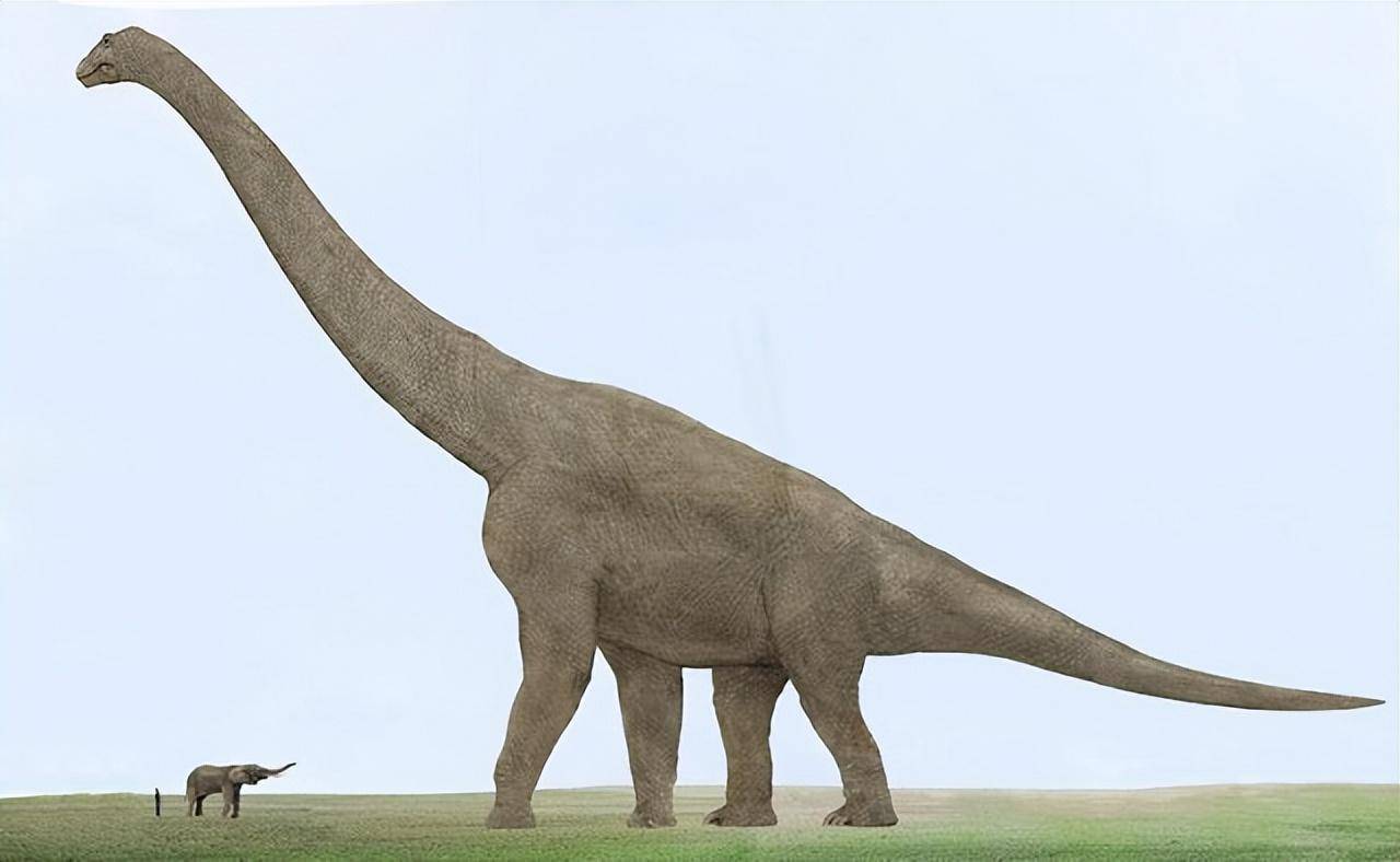 原创
            世界上体型最大的十种动物，你知道几种？最后一种舌头重达两吨插图16