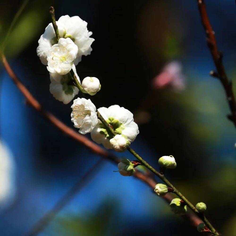 南海芳菲，已入佳期！各色花海打卡指南