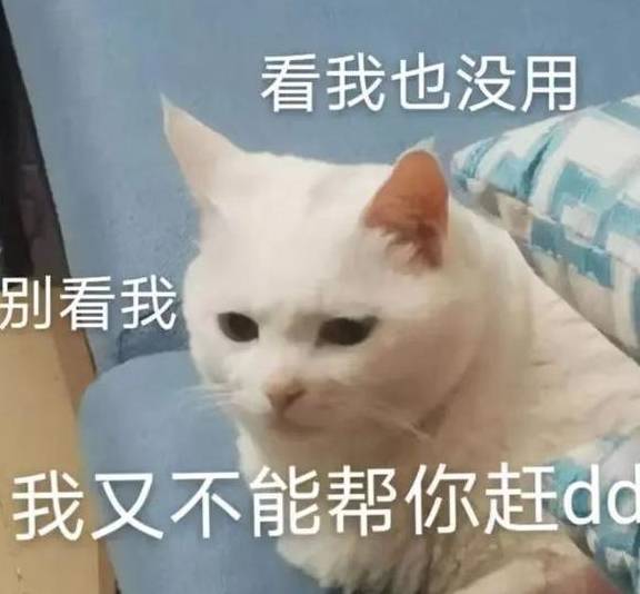 猫和诗人的罗曼蒂克史