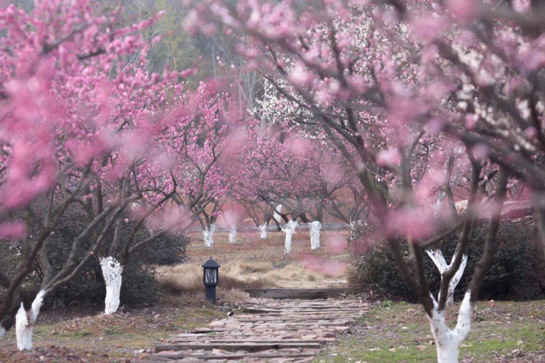 赏梅国风之旅，古寺禅意之旅……走进苏州太湖冬日生活