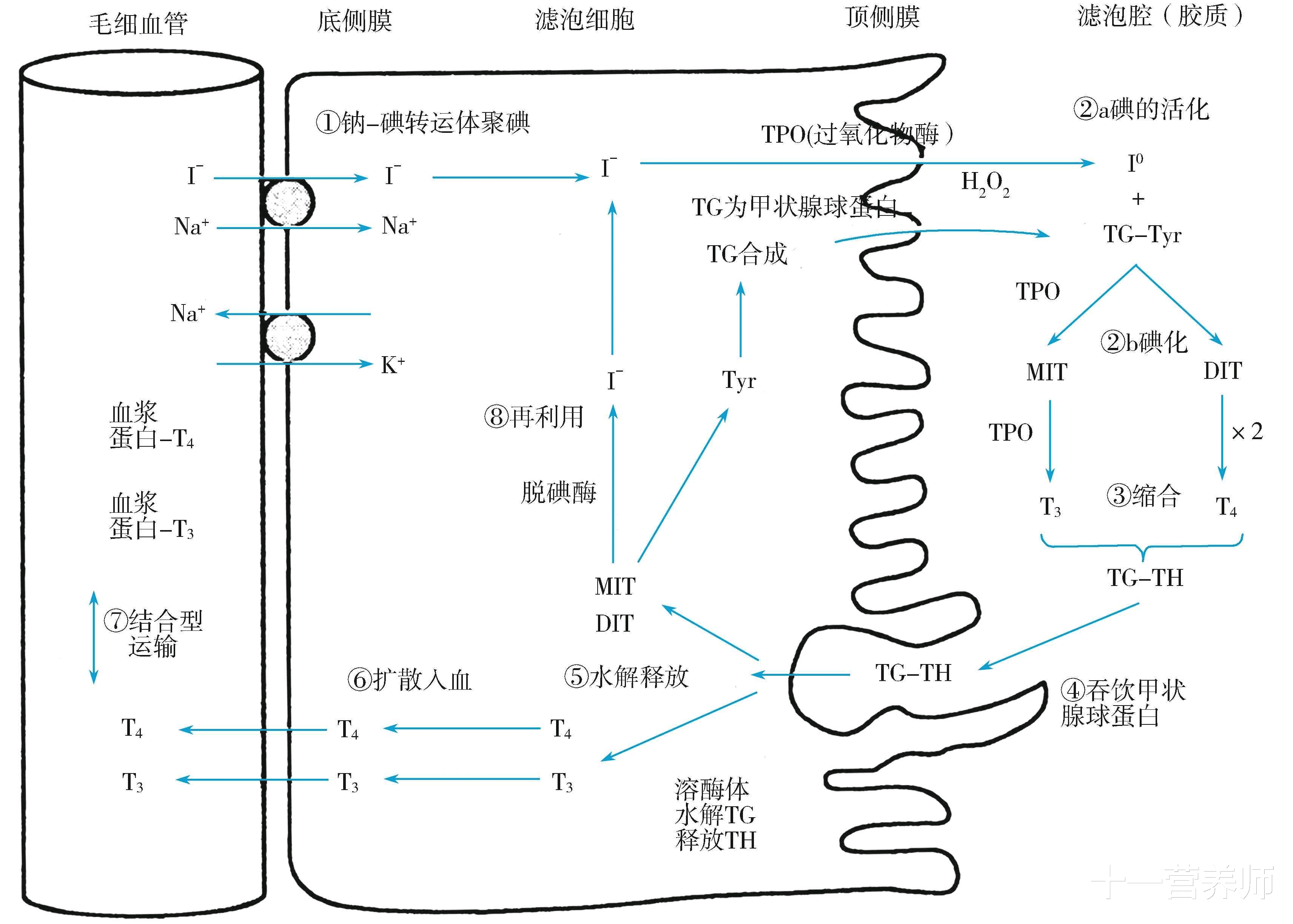 甲状腺与瘦削有什么关系？若何削减甲状腺异常引起的瘦削？