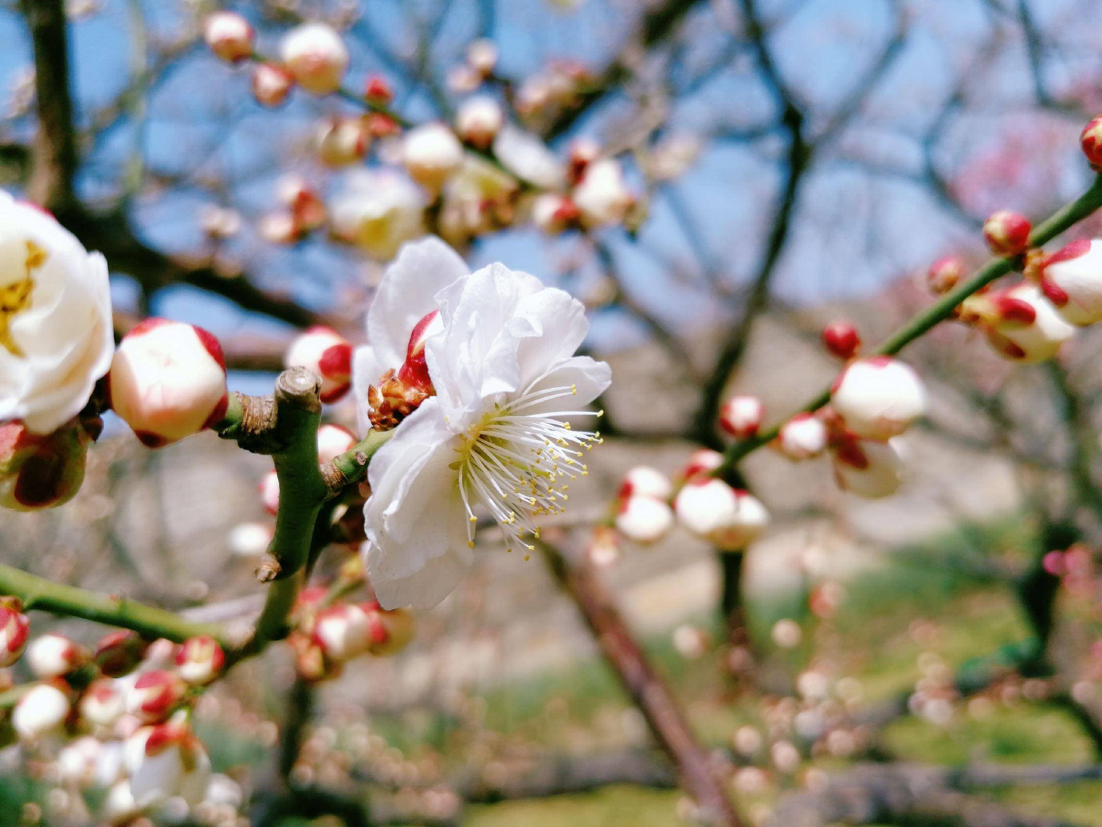 春日赏花图鉴，北京那片梅花即将盛开，就在二环里