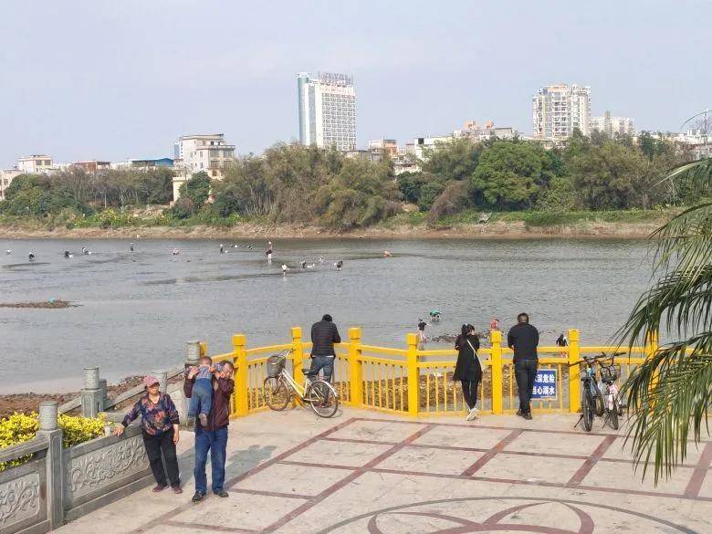 大片！钦州市区那些花海美哭了！你带着她，她带着丝巾