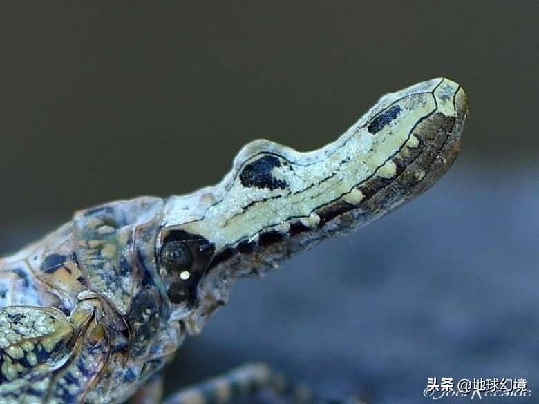 世界罕见生物_世间罕有生物_苏泊罕大草原有湖吗