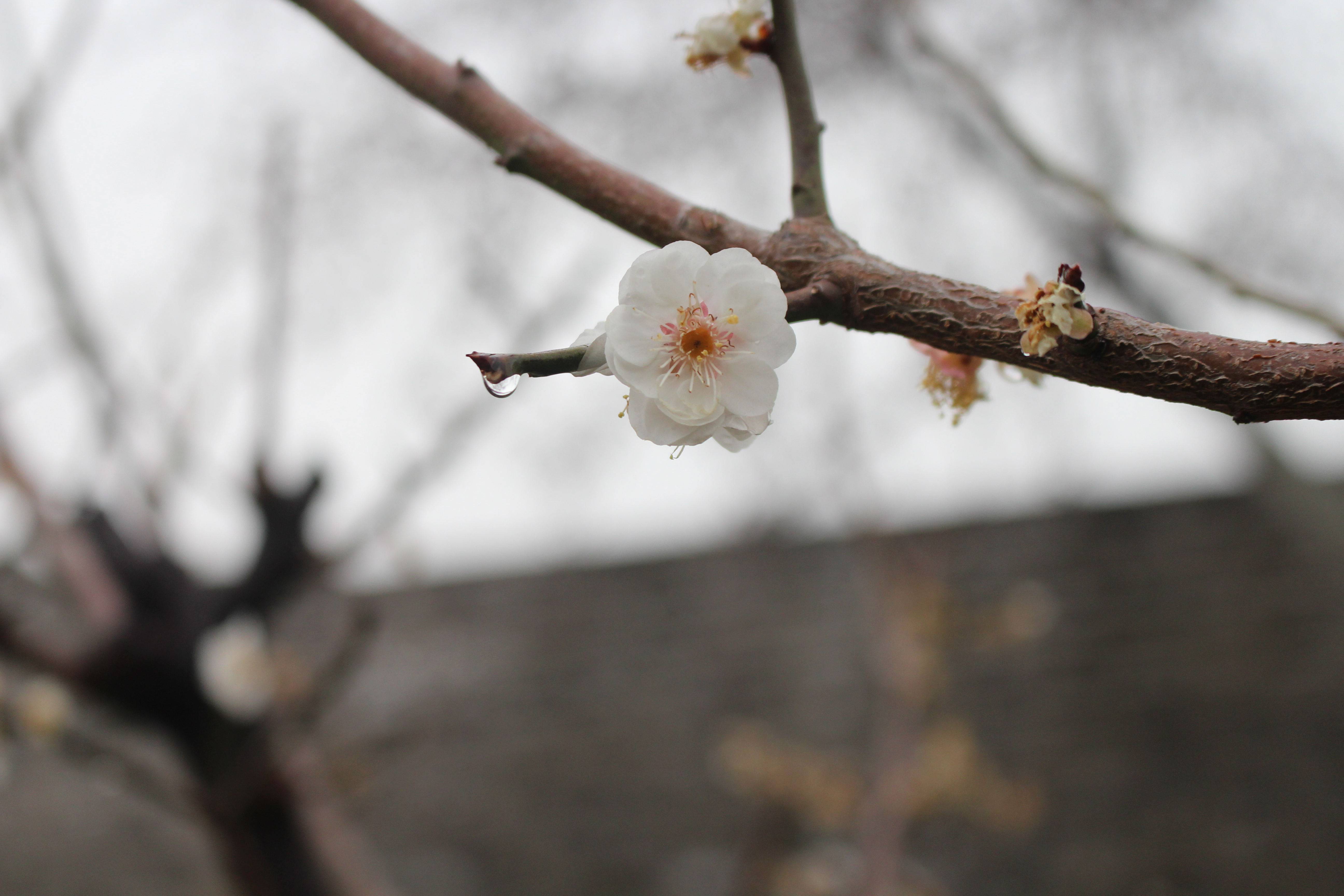 春日赏花图鉴，北京那片梅花即将盛开，就在二环里