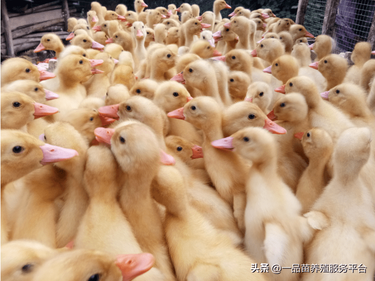 原创             家禽价格出现“苗肉分离”的罕见现象，今年家禽养殖还可行吗？