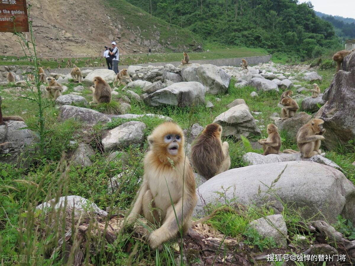 金丝猴和金雕中，哪种动物属于“秦岭四宝”？蚂蚁庄园今日谜底