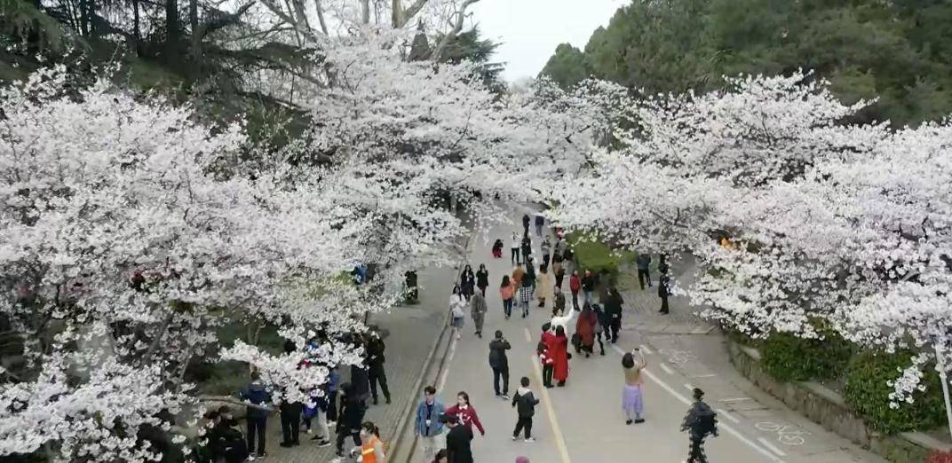 万余名医护人员共赴武汉大学“樱花之约”，共赏樱花，情意浓浓