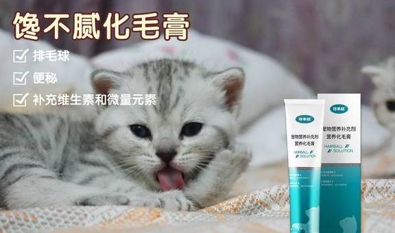 英短蓝猫若何饲养？